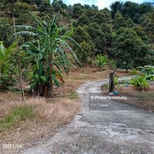 Sungai Pinang , Balik Pulau Durian Farm