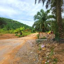 Kelantan Gua Musang Limau Kasturi 1051 acres Palm Oil Land for sale