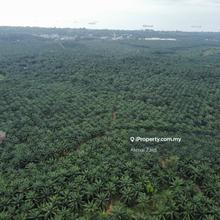 50-100 Acre Agricultural Land 