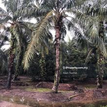 Spacious 74 Acres Agricultural Land Rasau, Dungun, Terengganu