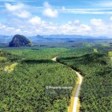 Kelantan gua musang 14000 acres freehold palm oil land for sale