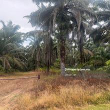 Kampung haji salam simpang renggam agriculture land for sale