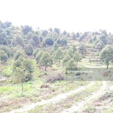 Musang King Durian Farm for Sale Sungai Ruan, Raub Pahang