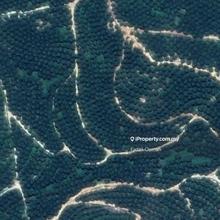 247 Acres Palm Oil Estate Good Roi For Sales, Attractive Price