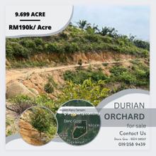 Durian Orchard For Sale At Mukim Keru Tampin Negeri Sembilan