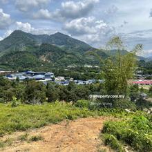 Bentong durian orchard
