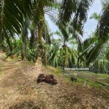 16 Acres Oil Palm Jerangsang Benta Kuala Lipis