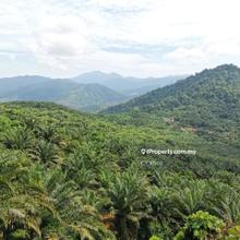 Kelantan Kuala Krai Kuala Pahi freehold 200 acres palm oil land sale