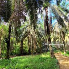 Agriculture land for Sale