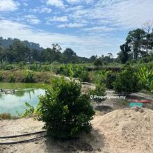 Durian Orchard For Sale