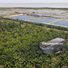 Agriculture land, Near to beach