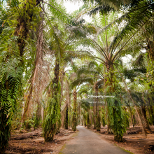 Potential Mix Development Land With Hematite