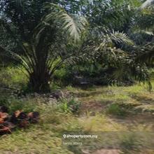 Tar road side  young oilpalm tree