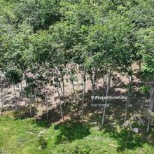Lenggong 10 acres Rubber Tree And Famous Durian Species 