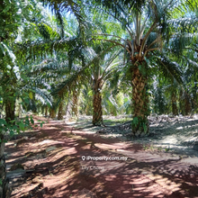 For Sale Oil Palm Agriculture land 