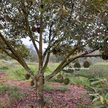 Durian Orchard Agriculture Land