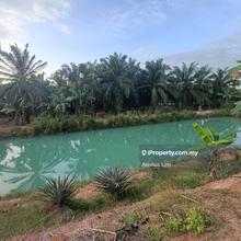 For Sale- 10.45 Acre Agriculture Land with Durian Tree@ Segamat
