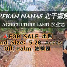 Pekan Nanas Oil Palm Land