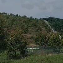 Well plaining durian farm