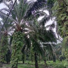 Palm Oil Palm Plantation @ Slim River for Sale