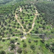 5.5acres Freehold Young Palm Oil Agriculture Land For Sales