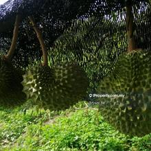 Melaka Agriculture Land 3acres near Batang Melaka Ktm Gemencheh Machap