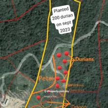 Developing Orchard Land in Papar 