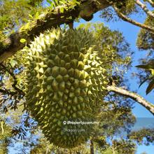 6 Acres Durian Orchard For Sale