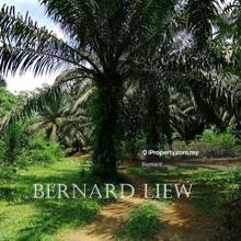 4.74ac Tasek Gelugor Oil Palm Land For Sale