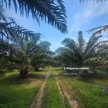 6 acres Karak (Sg Pertak) Oil Palm Land for Sale
