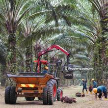Prime Location 5000 Acres Oil Palm Plantation @ Kuala Lipis Pahang