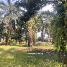 Telok mengkuang agricultural land for rent,Tpg,Kuala Langat,Jenjarom