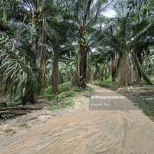 40 Acres Freehold Oil Palm Jelebu Titi Kuala Klawang
