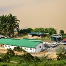 128 acres Musang and Black Thorn plantation in Lengong, Perak