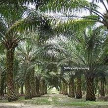 Cheaper palm oil in mersing johor