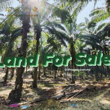 Baling @ Kedah  Agricultural Land For Sale