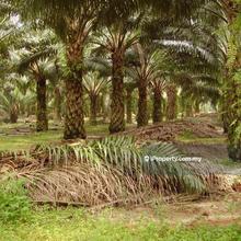 Agriculture land for Sale