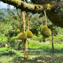Durian to lease