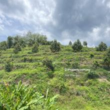 5acres Musang King n black Thorn land for sales