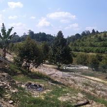 Durians orchards land 