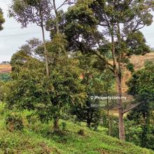Durian Orchard Farm @ Nibong Tebal for Sale