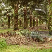 Agriculture land in Segamat, Buloh Kasap, Johor Buloh Kasap