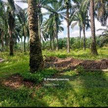 Worth Deal/20 years Palm Oil /Jimah, Port Dickson//10.5 Acres//2 Geran