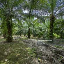2.5 Acres Freehold Oil Palm Facing Mainroad Benta Damak Jerantut