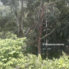 Rubber estate Titi Petaling Jelebu