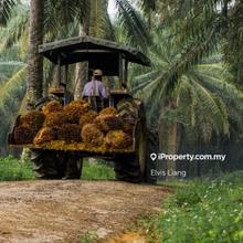 Oil palm Estate for sale, Pendang, Kedah