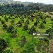 Durian orchard for sale in Gambang