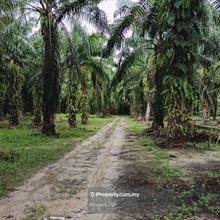 Freehold 3 Acres Road Side Oil Palm Land Kampung Baharu