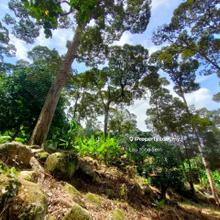 Teluk Kumbar Agriculture Land Durian Farm for sales