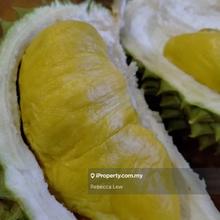 Beautiful Musang King Orchard for sale in Batu Gajah Perak